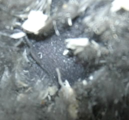 SilkieSpotClose.jpg