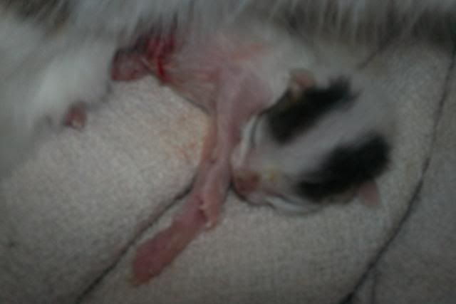 Mamacatbirthing034.jpg