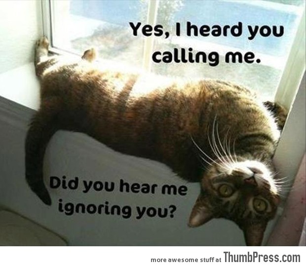Funny-Animal-Pictures-4.jpg
