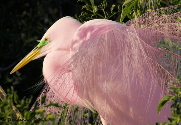 MCO-22Feb11-Great-Egret-07-Copy.jpg