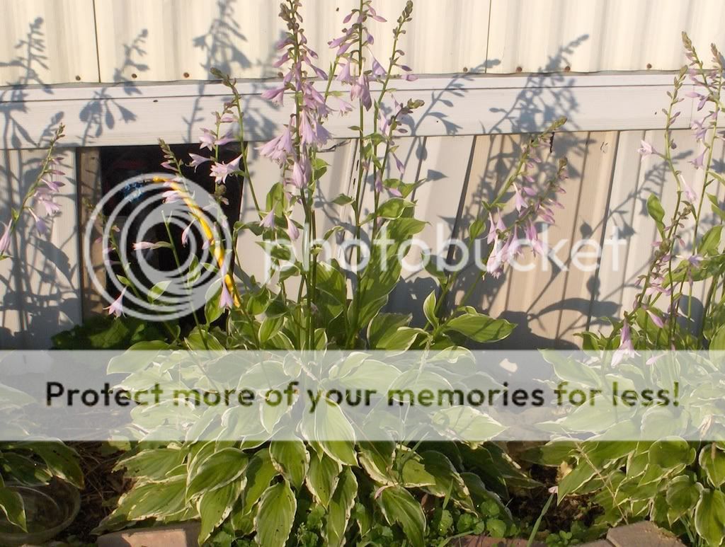 hostas008.jpg