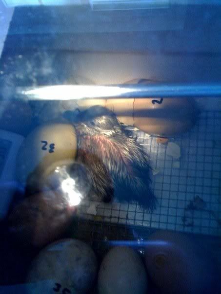duckling.jpg