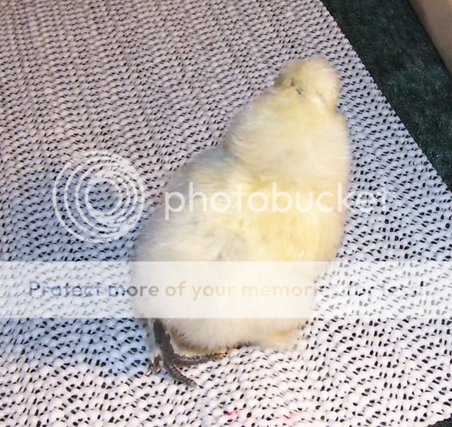 Silkies010.jpg
