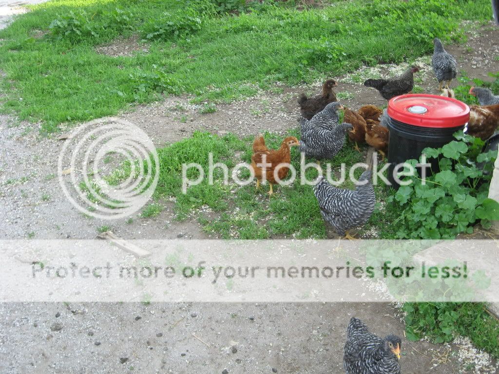 Picture542.jpg