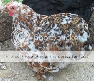 EasterBDChicks119.jpg