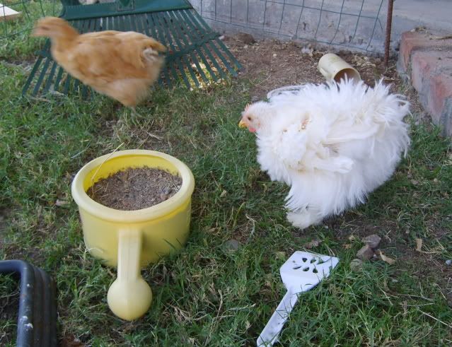 Frizzle010.jpg