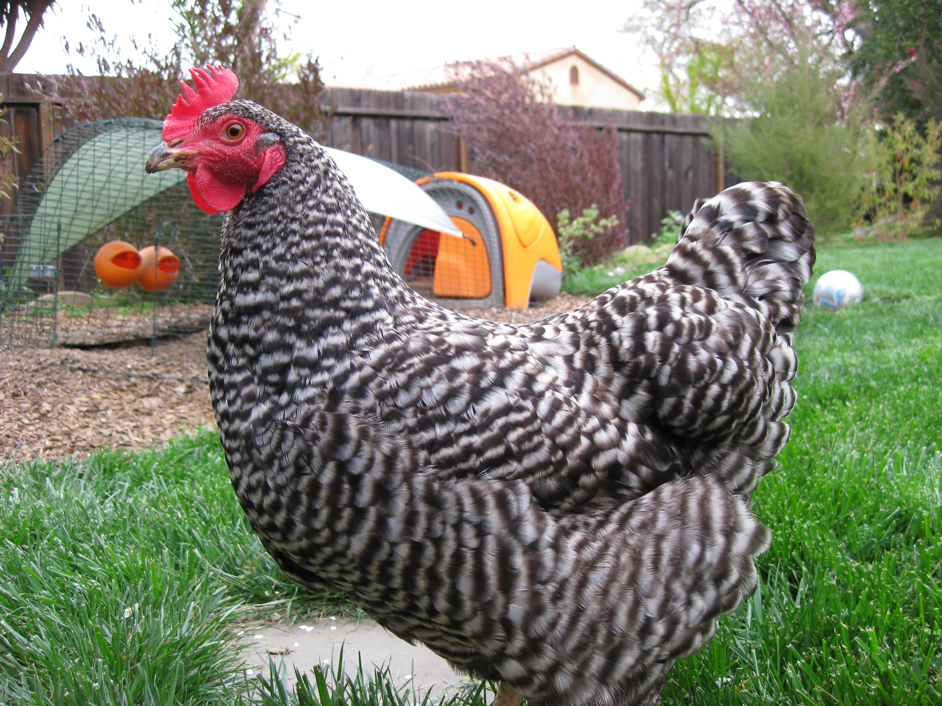 Barred_Rock_hen_in_backyard.jpg