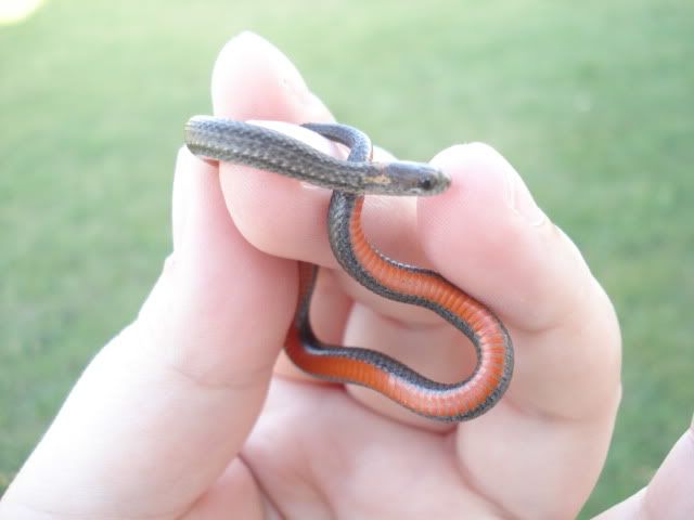 OrangeBellySnake009.jpg