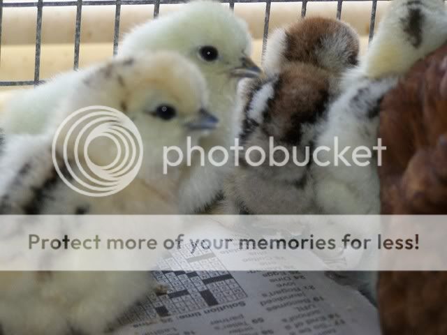 100_7030.jpg