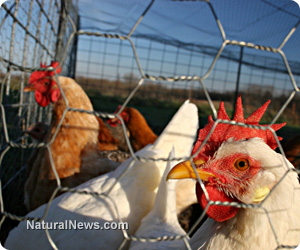 Chickens-In-A-Pen.jpg