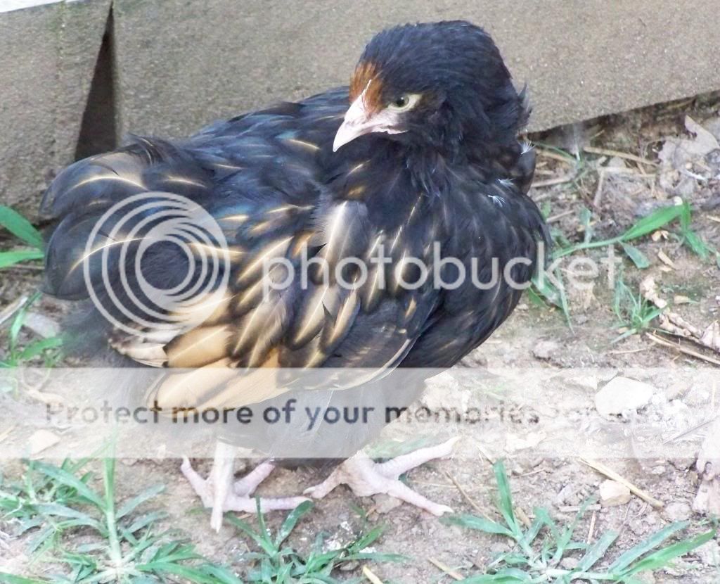 GLChick6-25-11.jpg