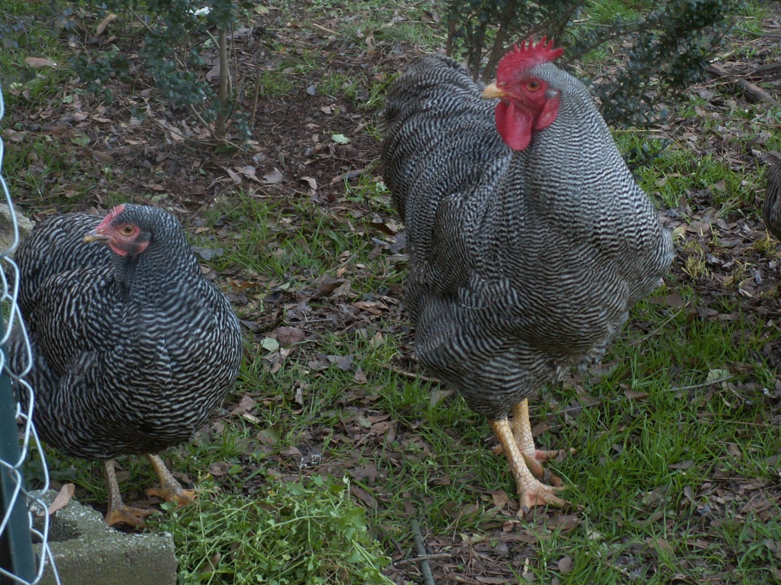 900x900px-LL-3cd347c7_chickens001.jpeg