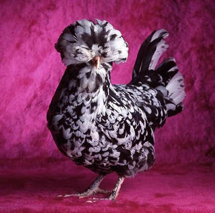 MottledHoudanPullet.jpg