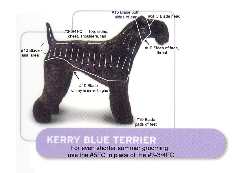 kerry-blue-grooming.jpg