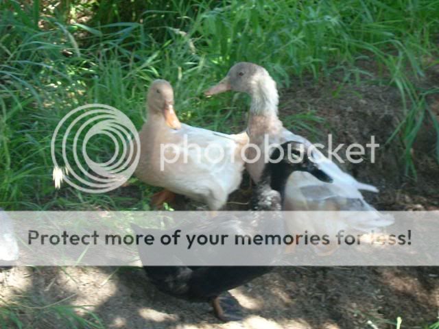whiteorps018.jpg