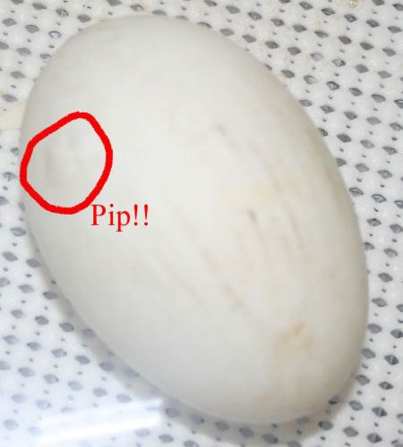 duckpip2.jpg