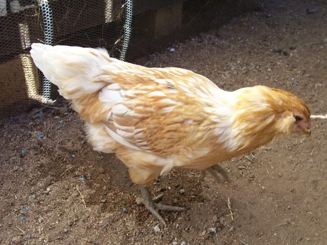100_2194.jpg