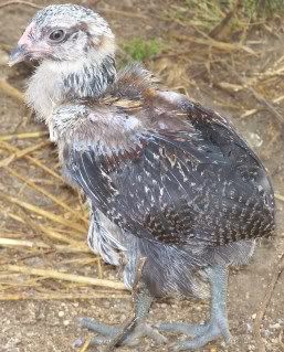 chickens4002.jpg