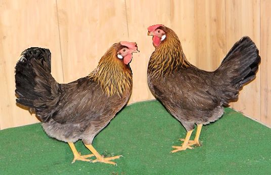brown-leghorn-pullets.jpg