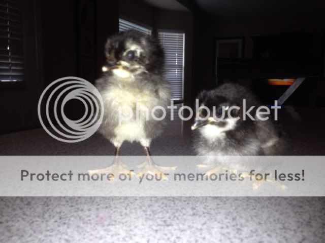 333a6746.jpg