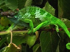 buy-fischers-chameleon.jpg