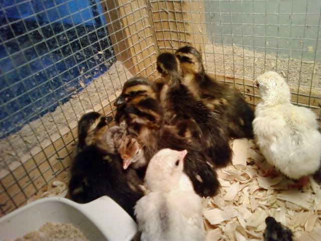 duckies039.jpg