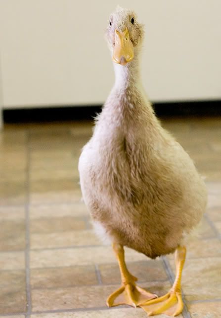 sittingduck.jpg