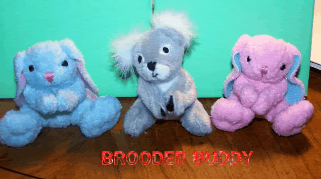 3brooderbuddies1-1.gif