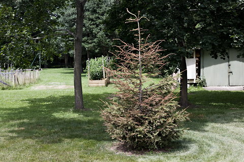 imprelis-blog480.jpg