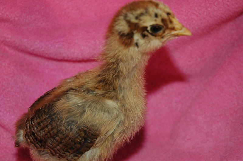 chicksLCpups008.jpg