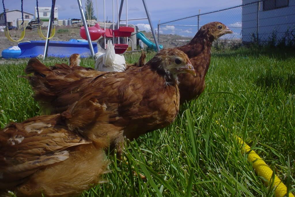 chickenpics008.jpg