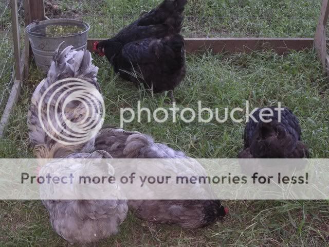 DSCN4429.jpg