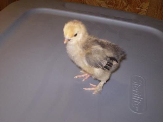 chicks2003.jpg