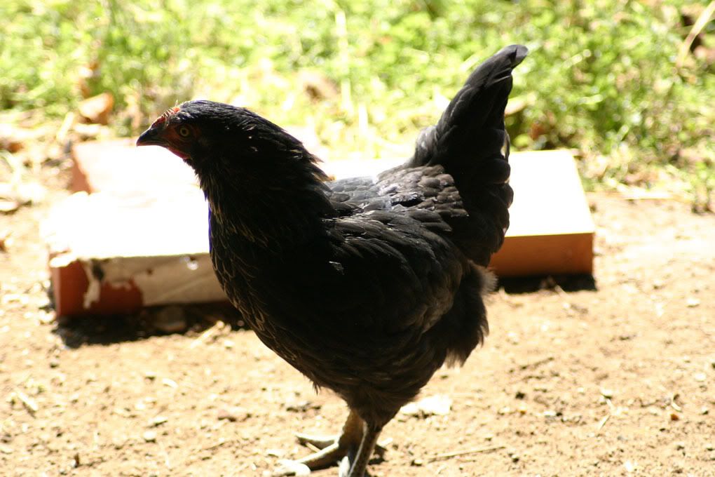 BlackStar_10wks.jpg