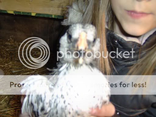 Chicks5weeksold021.jpg