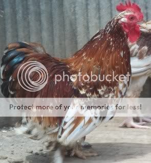 EasterBDChicks115.jpg