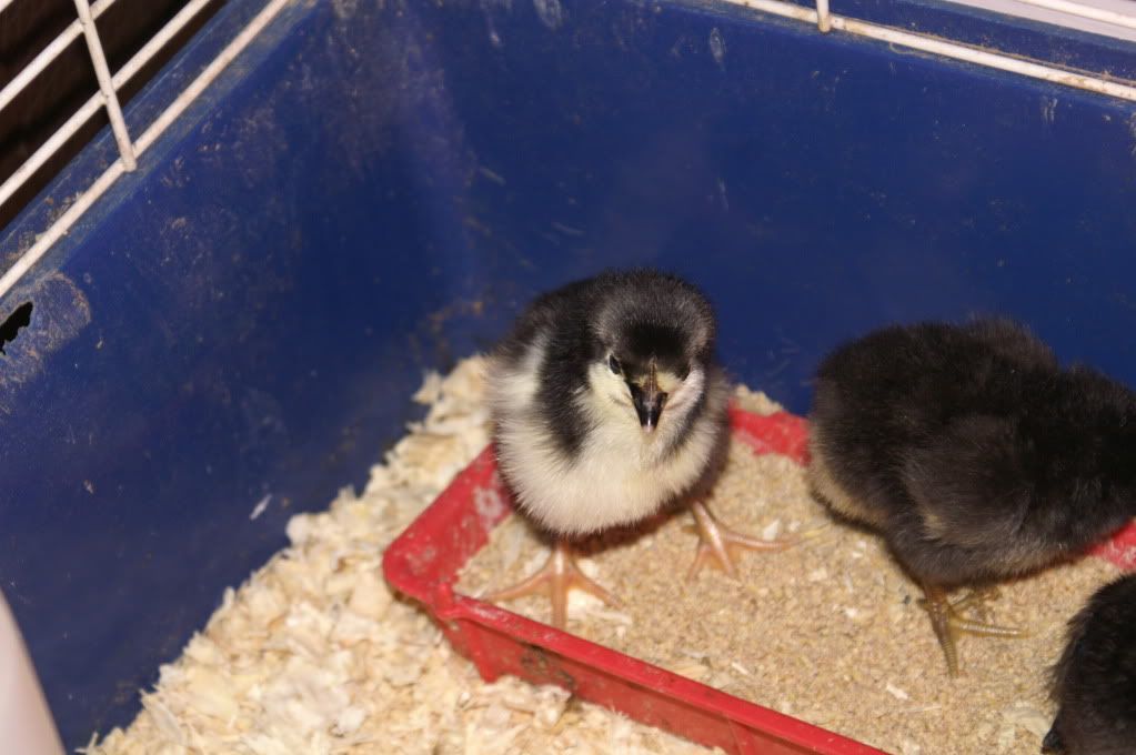 mychickens024-2.jpg