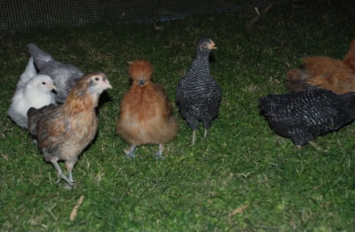 Chickens1.jpg