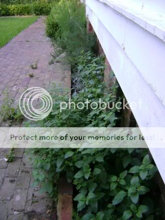 herbs5.jpg