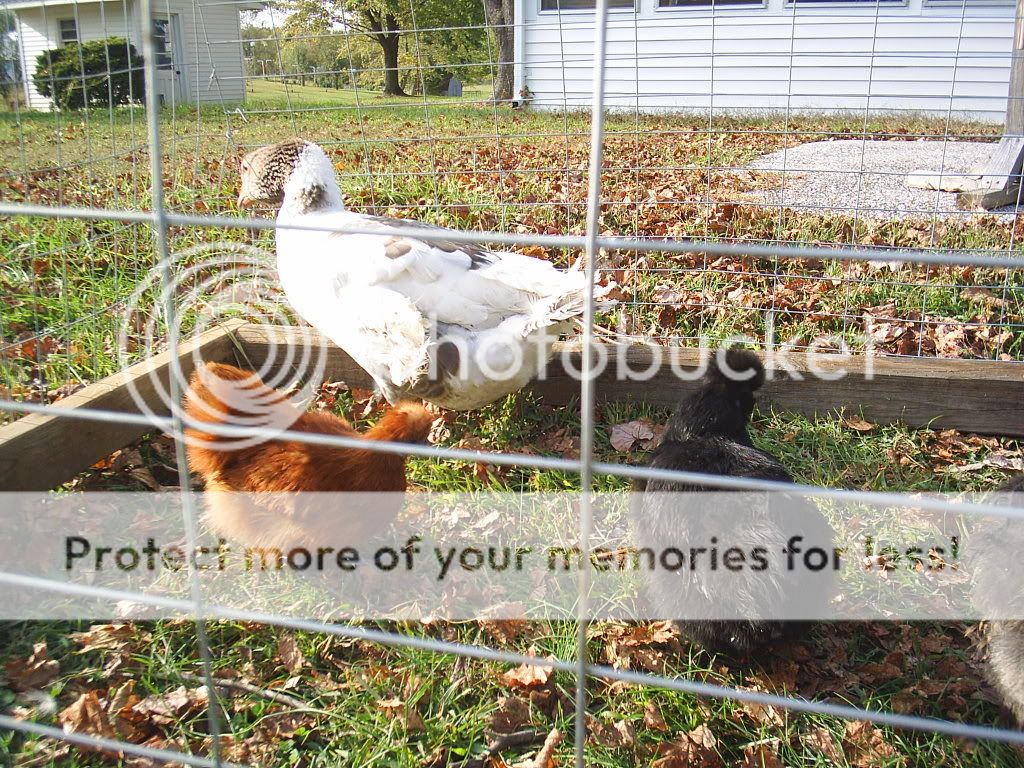 silkiesandgoose2.jpg