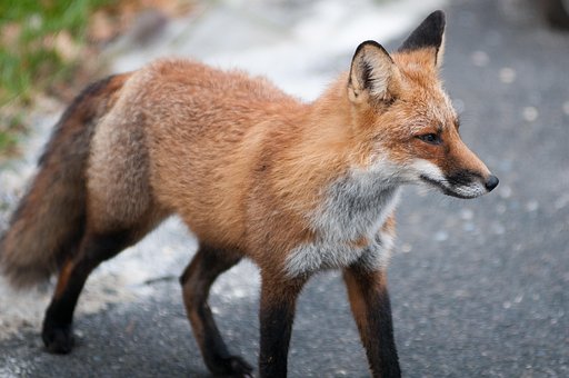 fox-1448392__340.jpg