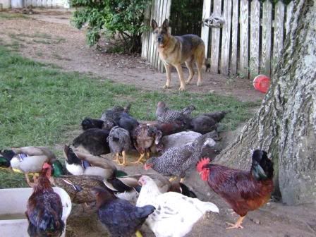 rexflock.jpg