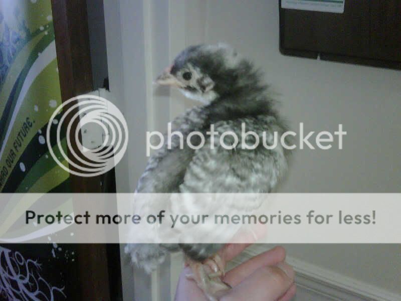 IMG00370-20110414-1444.jpg