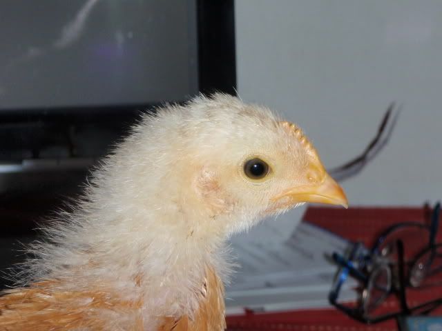 princess006.jpg