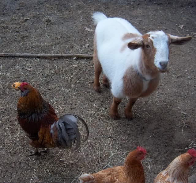 goatygoowred.jpg