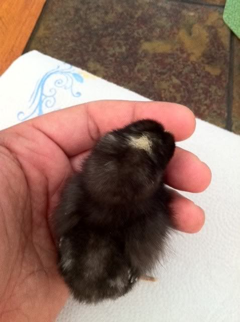 malechick3-1.jpg