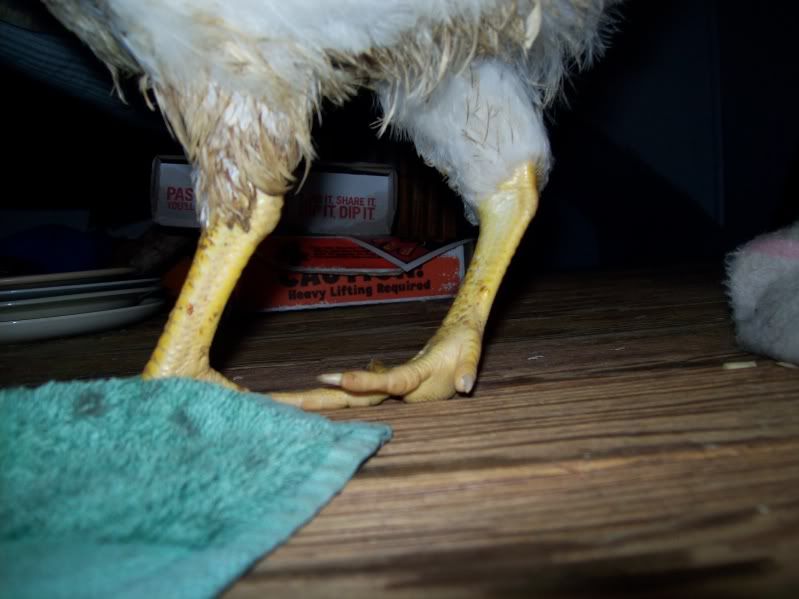 chickenleg001.jpg