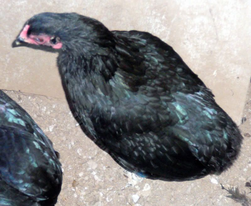 AraucanaHenA1.jpg