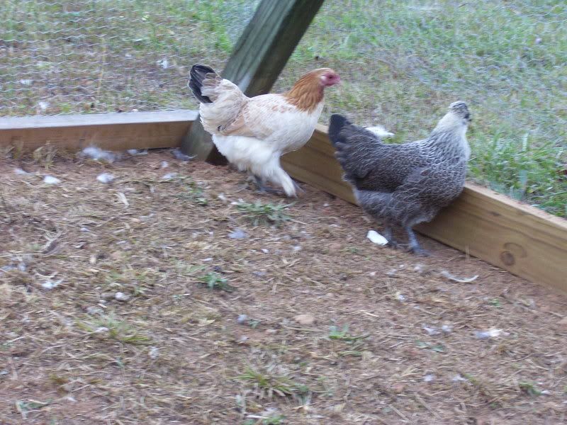 Chicks-10-20-07015-1.jpg