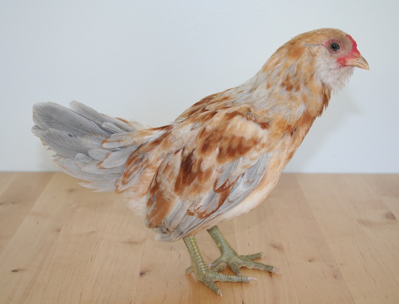 easter_egger-ROO_for_sale.jpg